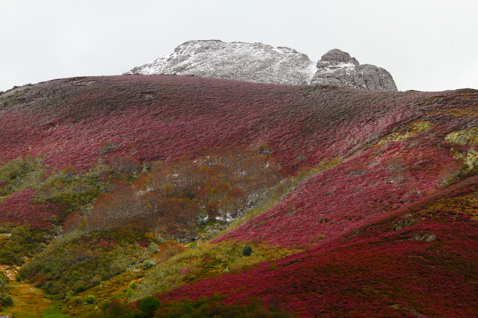 Una floración espectacular